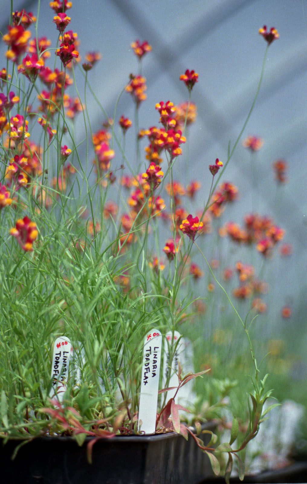 TOADFLAX